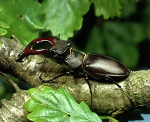 Mandibles: Stag Beetle