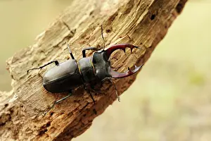 Piece: Stag Beetle