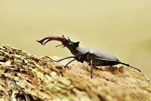 Lucanus: Stag Beetle