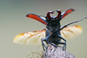 Triglav: Stag Beetle