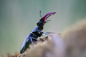 Triglav: Stag Beetle