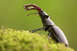 Lucanus: Stag Beetle