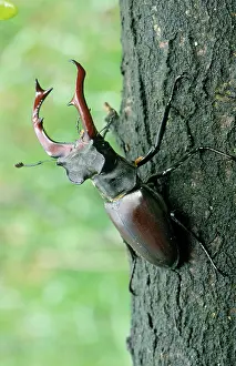 Lucanus: Stag Beetle