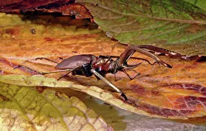Mandibles: Stag Beetle