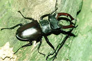 Pincers: STAG BEETLE