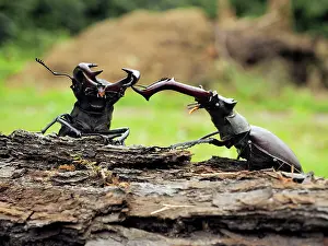 Stefan Meyers: Stag Beetle