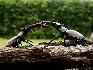 Stefan Meyers: Stag Beetle