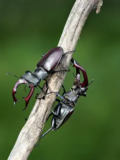 Stefan Meyers: Stag Beetle