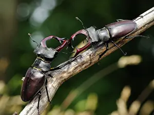 Stefan Meyers: Stag Beetle