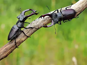 Stefan Meyers: Stag Beetle