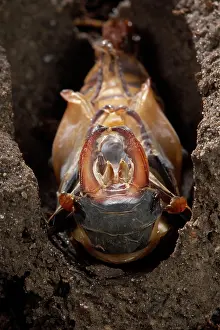 Nymphs: Stag beetle - The adult is going to leave its nymph's skin