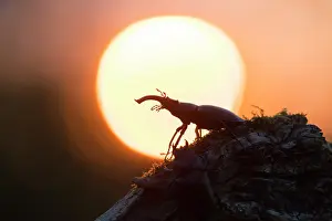 Invertebrata: Stag Beetle - adult male in evening light - Germany