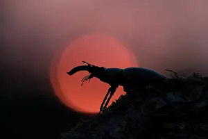 Invertebrata: Stag Beetle - adult male in evening light - Germany