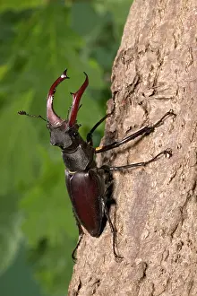 Armour: Stag beetle on bark