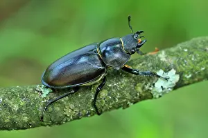 Lucanus: Stag Beetle female