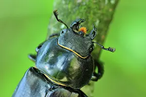 Lucanus: Stag Beetle female