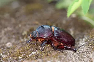 Canton: Stag beetle female (Lucanus servus), Valais, Switzerland