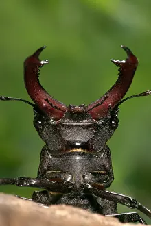 Fangs: Stag beetle - Head and horns