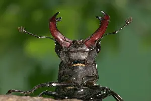 Armour: Stag beetle - Head and horns