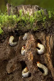 Larvas: Stag beetle - Larvas in dead wood