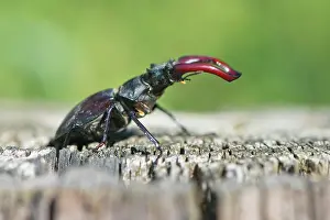 Emsland: Stag beetle (Lucans cervus), Emsland, Lower Saxony