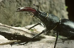 Mandibles: Stag Beetle (Lucanus cervus)