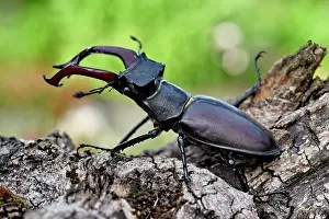 Coleoptere: Stag beetle (Lucanus cervus) on bark, France