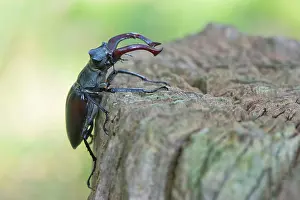 Lucanus: Stag beetle (Lucanus cervus), Emsland, Lower Saxony