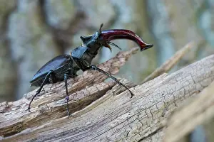 Lucanus: Stag beetle (Lucanus cervus), Emsland, Lower Saxony