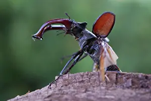 Lucanus: Stag beetle (Lucanus cervus), Emsland, Lower Saxony