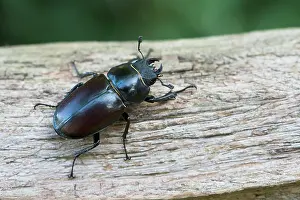 Lucanus: Stag beetle (Lucanus cervus), Emsland, Lower Saxony