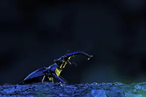 Biosphrenreservat: Stag beetle (Lucanus cervus) in the evening sun
