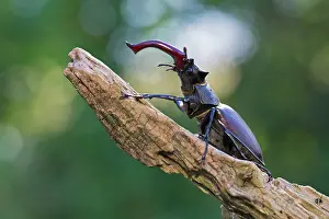 Mouthparts: Stag beetle (Lucanus cervus), male with antler-like
