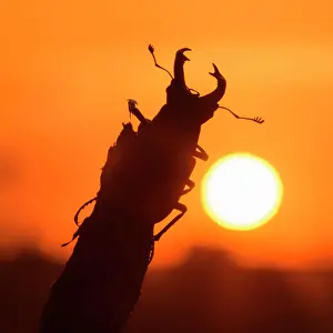 Jura: Stag beetle (Lucanus cervus), male on branch in