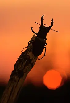 Jura: Stag beetle (Lucanus cervus), male on branch in