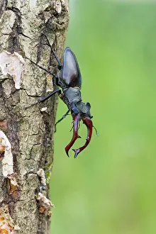 Darkling: Stag beetle (Lucanus cervus), male, Lower Saxony