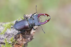Darkling: Stag beetle (Lucanus cervus), male, Lower Saxony