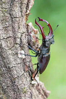 Darkling: Stag beetle (Lucanus cervus), male, Lower Saxony