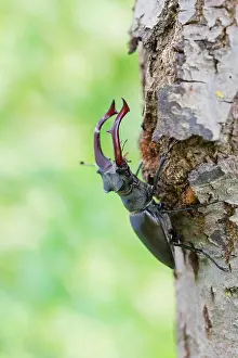 Darkling: Stag beetle (Lucanus cervus), male, Lower Saxony