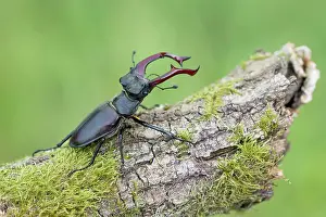 Darkling: Stag beetle (Lucanus cervus), male, Lower Saxony