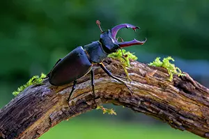 Jura: Stag beetle (Lucanus cervus), male on moss-covered