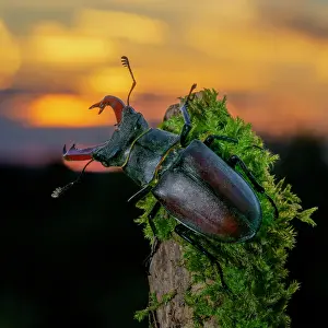 Jura: Stag beetle (Lucanus cervus), male on moss-covered