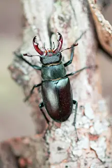 Essen: Stag beetle (Lucanus cervus), male sitting on deadwood