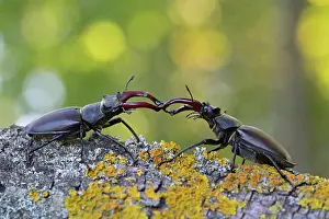 Attack: Stag beetle (Lucanus cervus), two males with antler-like