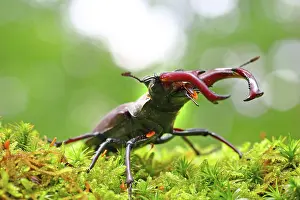310820: Stag beetle (Lucanus cervus) on a moss cushion