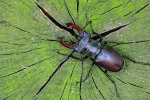 310820: Stag beetle (Lucanus cervus ) on an oak, Damme