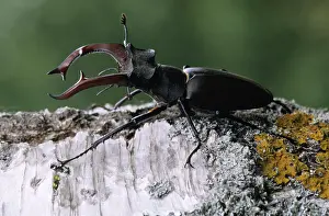 Mandible: Stag Beetle (Lucanus cervus) on tree trunk, Eur