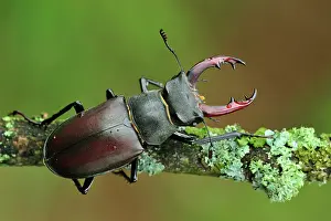 Pincers: Stag Beetle male