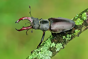 Pincers: Stag Beetle male