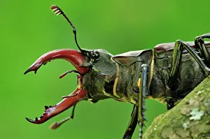 Pincers: Stag Beetle male